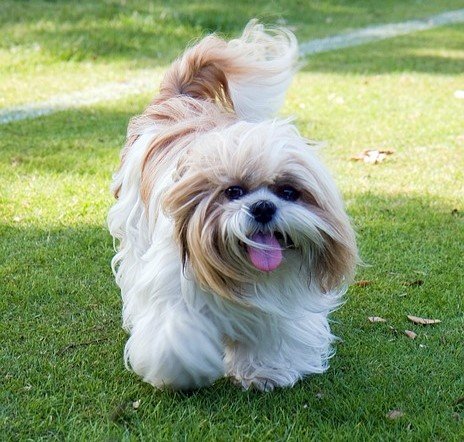 Shih Tzu Dog Price In Hyderabad