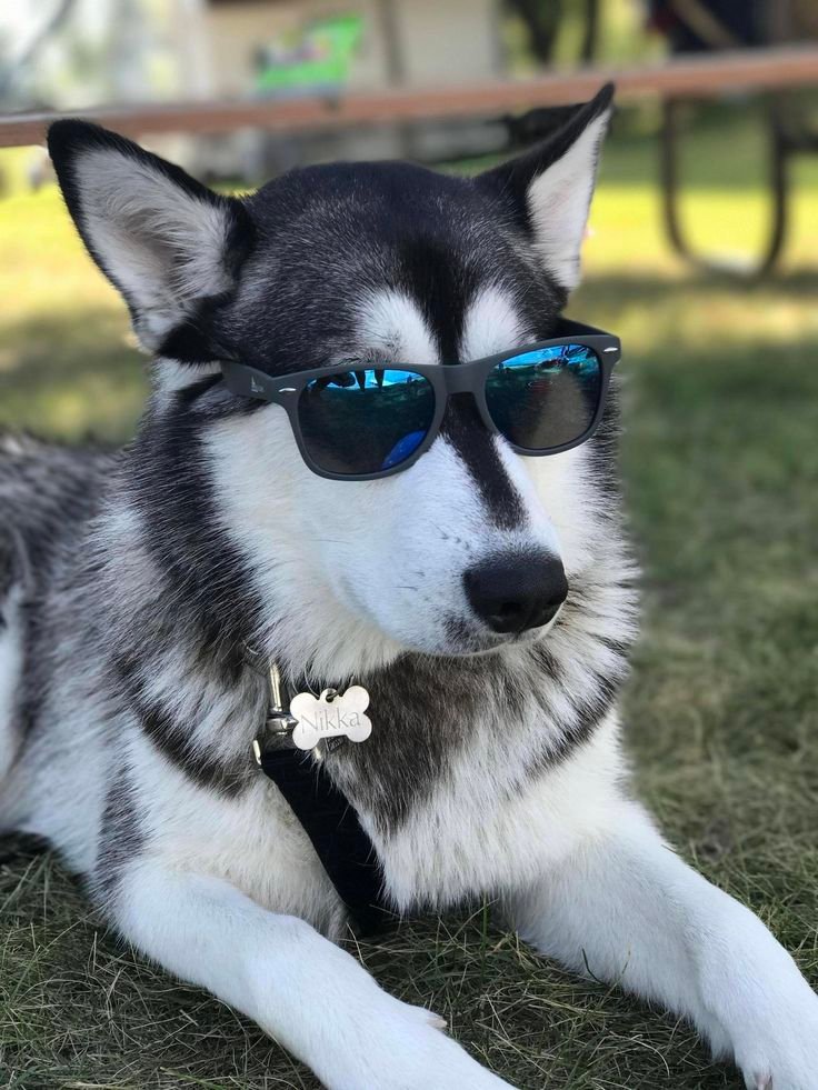Siberian Husky for Sale in Chennai