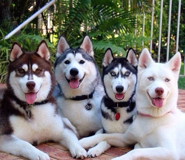 champion lineage siberian husky puppies for sale in bangalore