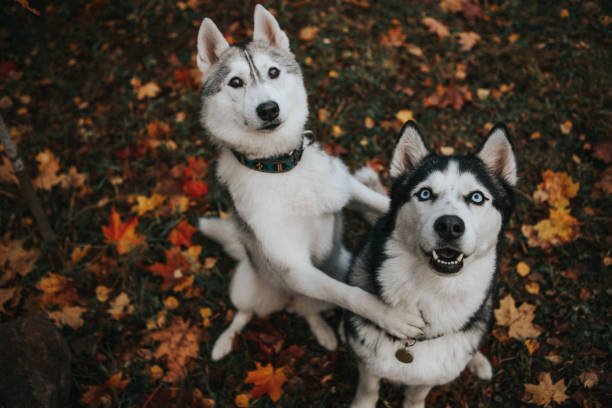 Siberian Husky male Puppy Price In Hyderabad