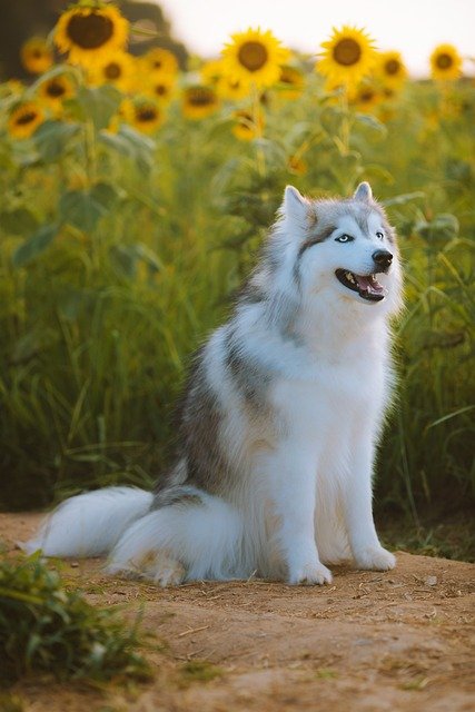 Siberian Husky Puppies For Sale In Hyderabad