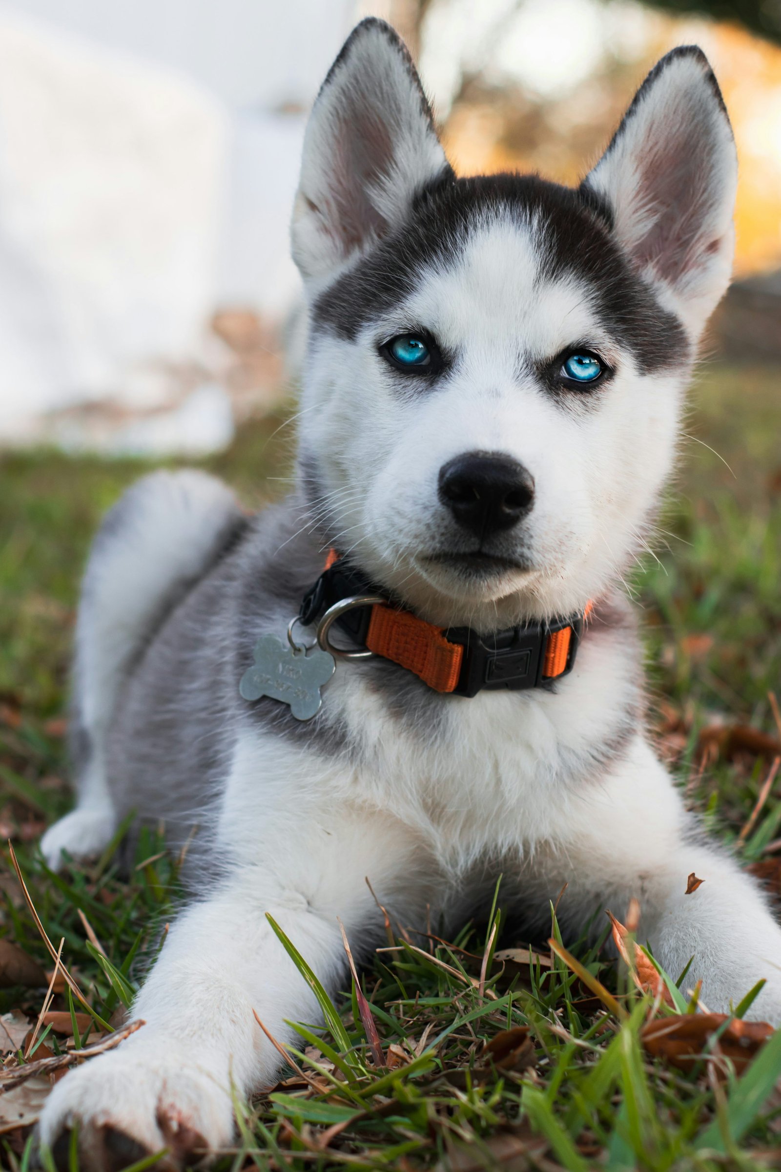 Siberian Husky Puppies For Sale In Kolkata