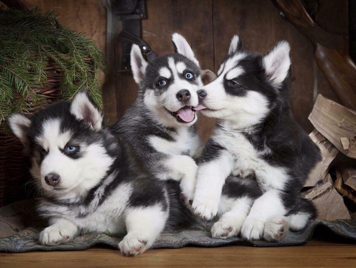 Siberian Husky male Puppy Price In Kolkata