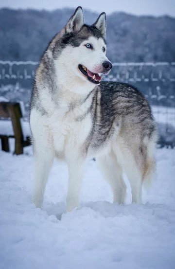Champion lineage siberian husky puppies for sale in pune