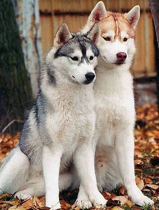 Buy champion lineage siberian husky puppies in mumbai