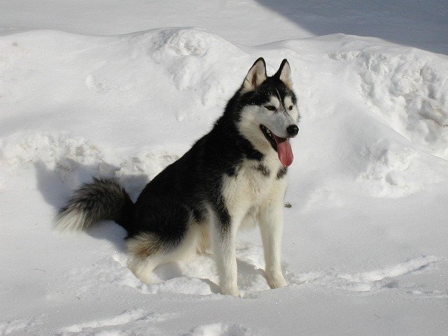 Siberian Husky male Puppy Price In Chennai