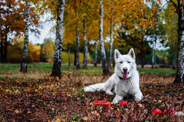 Siberian Husky male Puppy Price In Goa