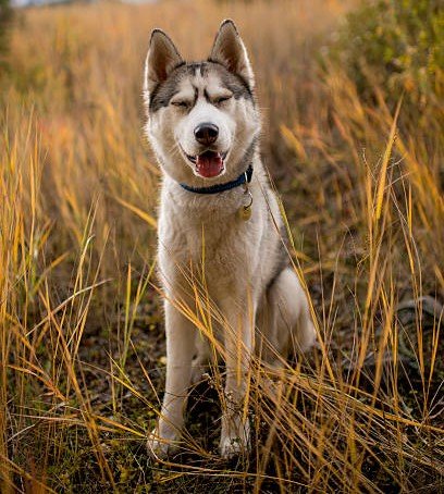 Siberian Husky Puppies For Sale In Goa