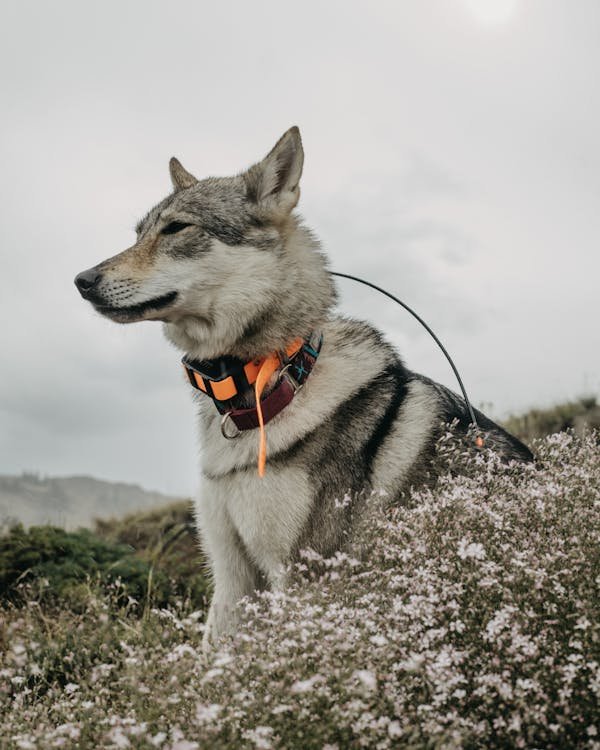 Buy siberian husky puppies online in pune