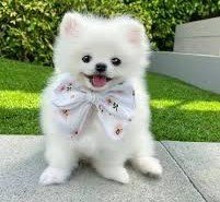 Toy Pomeranian in India