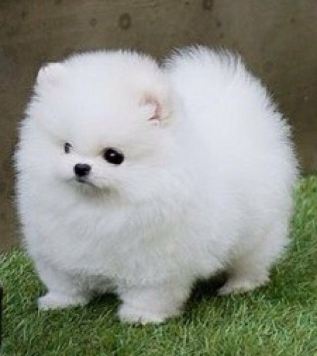 Toy-Pomeranian Puppies