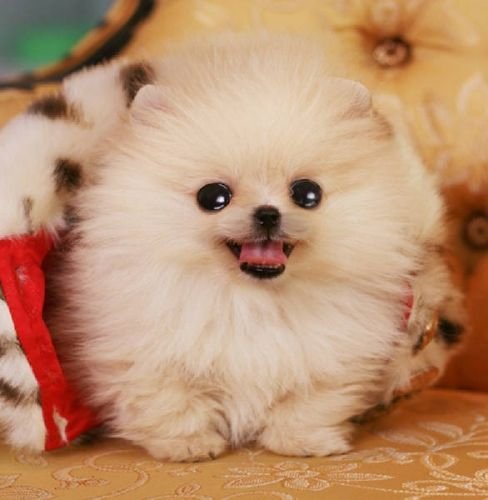 Toy-Pomeranian male Puppy Price In Ahmedabad