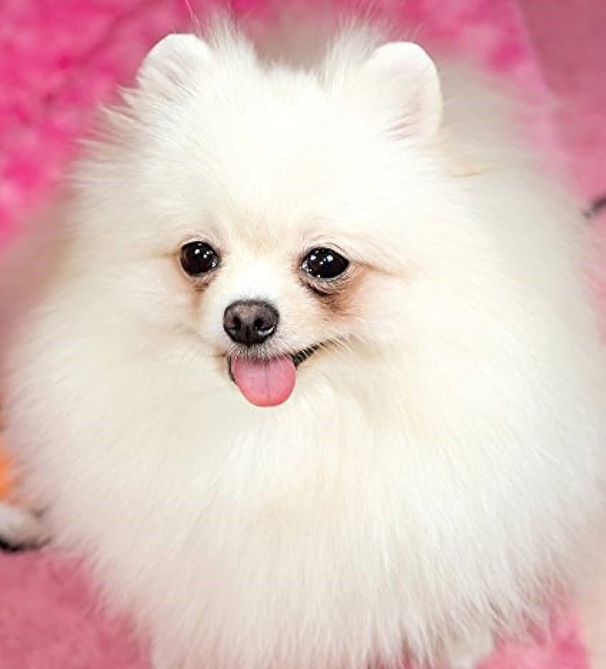 Toy Pomeranian breed puppy for sale in Mumbai