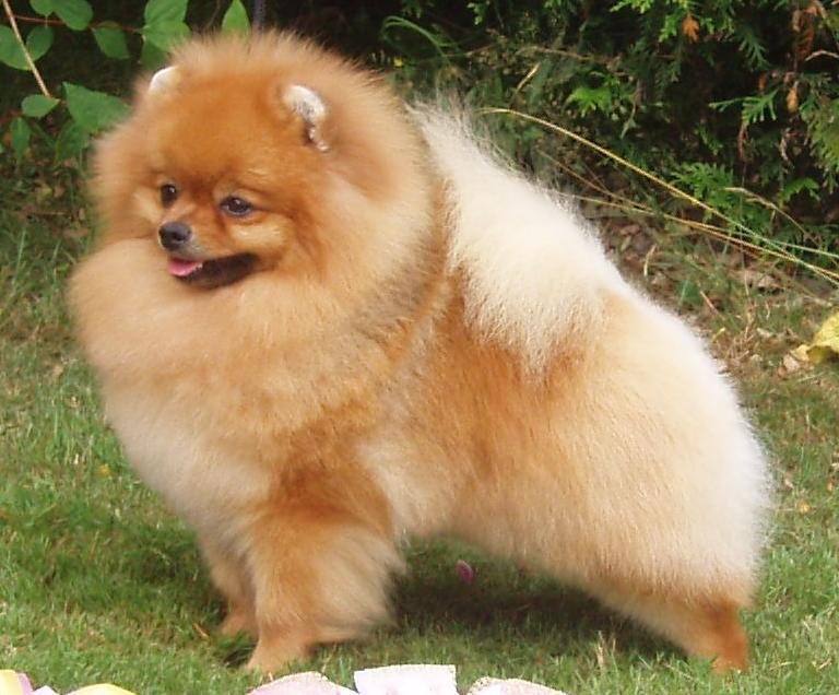 Toy-Pomeranian Puppies