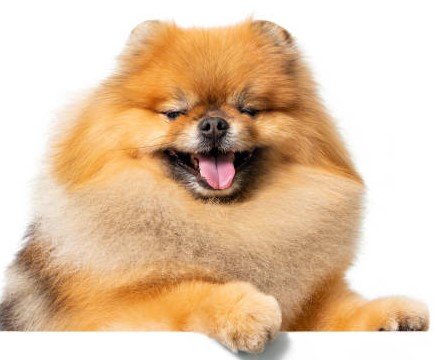 Toy Pomeranian dog price in Mumbai