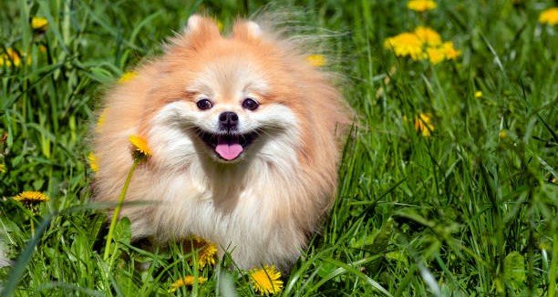 Toy Pomeranian dog for sale in Mumbai