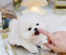 Toy Pomeranian breeders in Mumbai