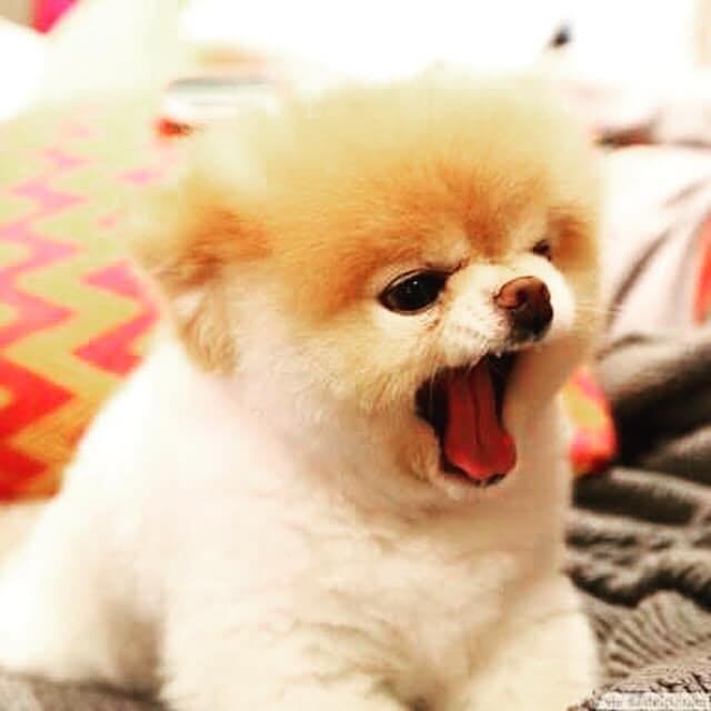 buy toy pomeranian puppies online in kolkata