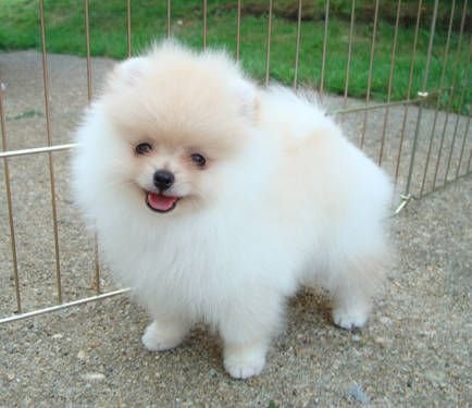 Toy Pomeranian puppies price in Mumbai