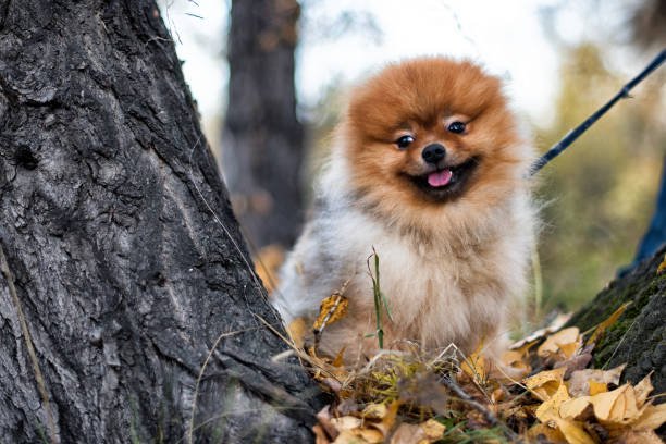 Toy Pomeranian male Puppy Price In Goa