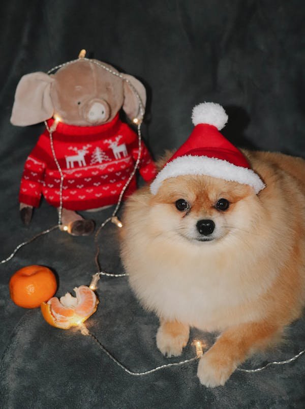 Toy Pomeranian Puppies for sale online in jaipur