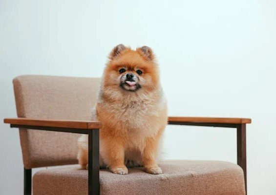 Toy Pomeranian male Puppy Price In Jaipur
