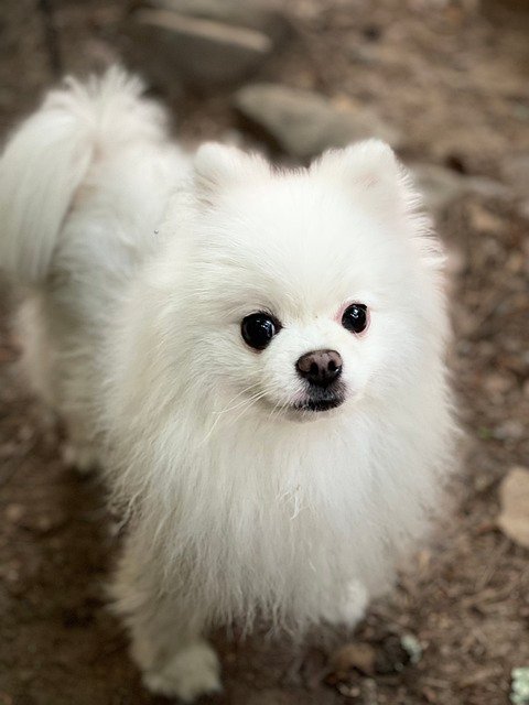 Champion Lineage Toy Pomeranian Puppy Price In Hyderabad