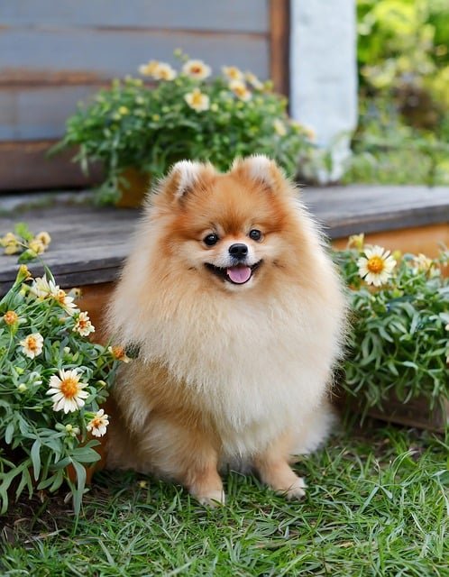 Toy Pomeranian puppies for sale online in Mumbai