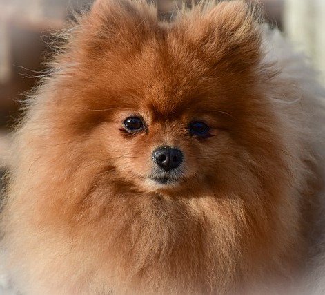 Toy Pomeranian Female puppy price in Mumbai