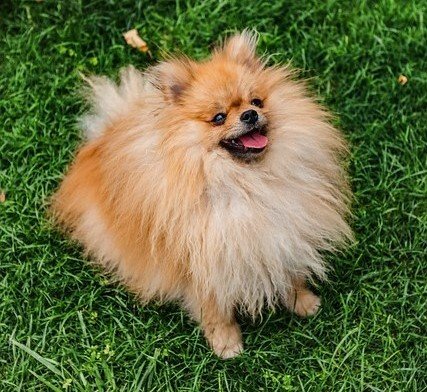 Toy Pomeranian male puppies for sale in Mumbai