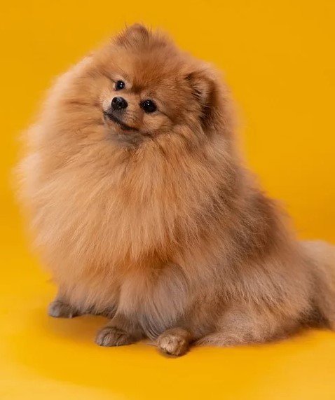 Toy Pomeranian female puppies for sale in Mumbai