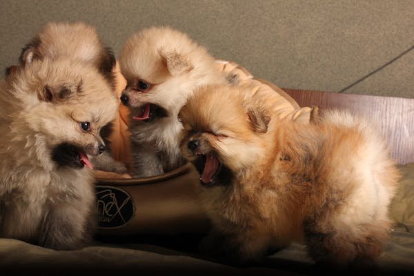 Toy-Pomeranian male Puppy Price In Pune