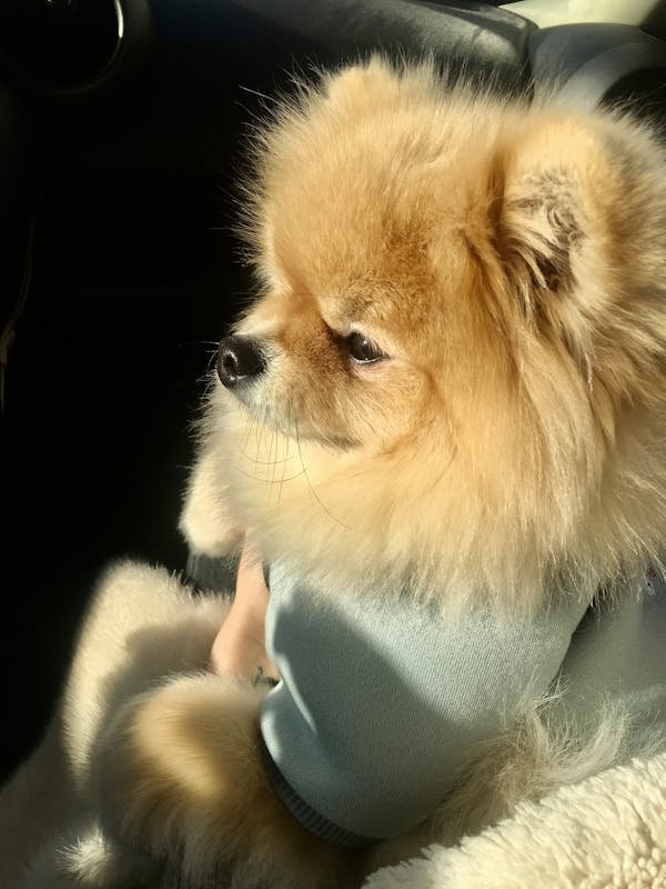 Toy Pomeranian pet shop in Pune