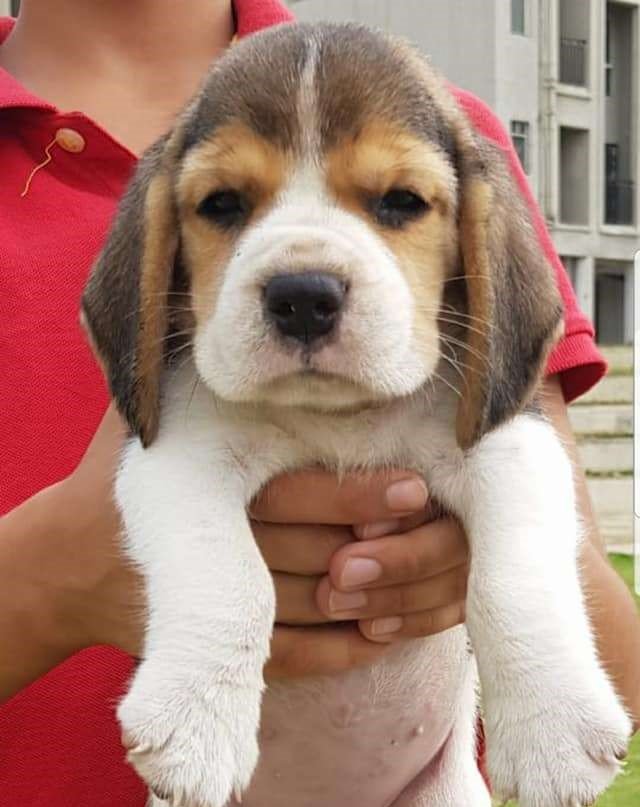 Champion Line Beagle Puppies For Sale In Mumbai