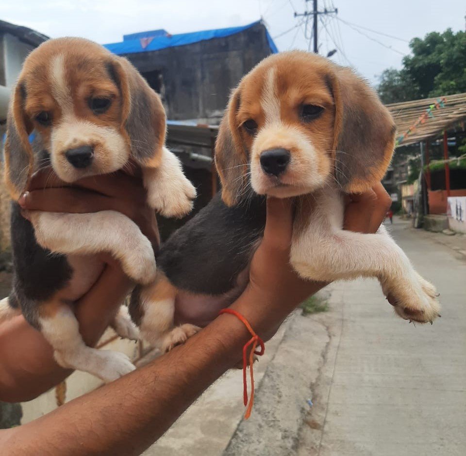 Beagle male puppies price in ahmedabad