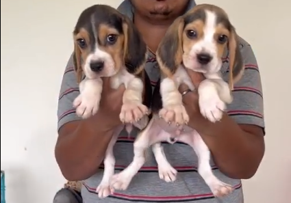 Champion line beagle puppies for sale in ahmedabad