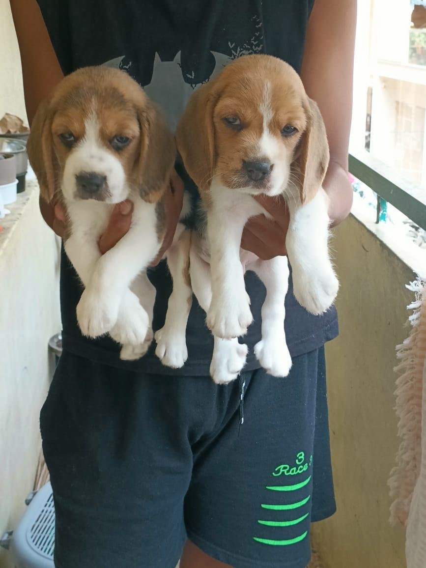 Beagle male puppies for sale in bangalore