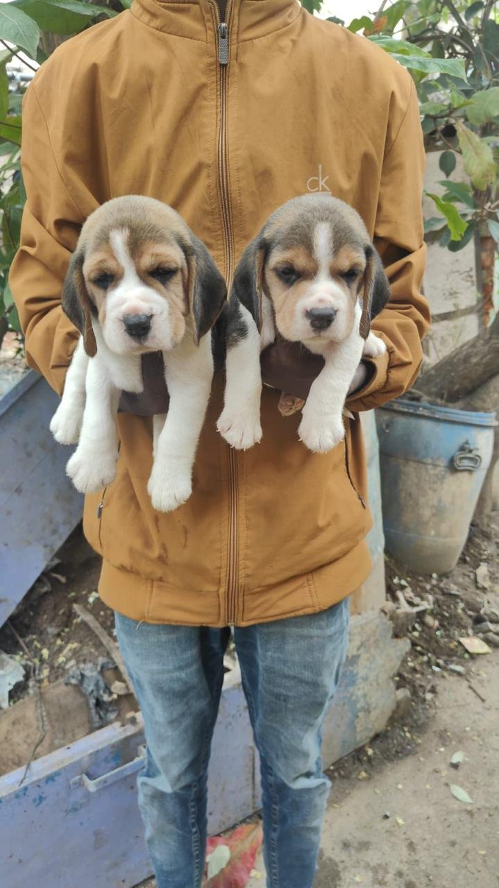 Beagle female puppies for sale in bangalore