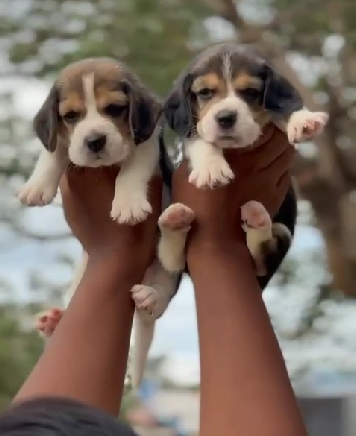 Champion line beagle puppies price in bangalore