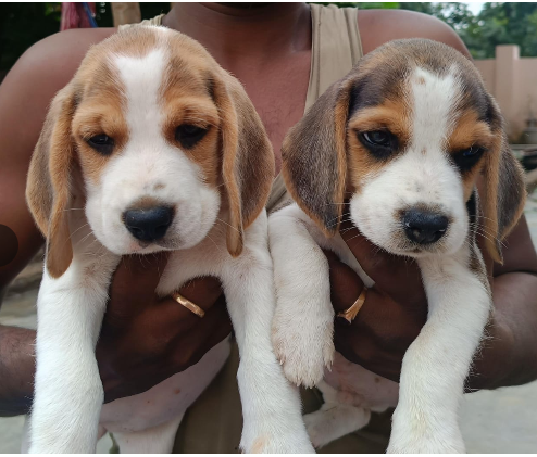 Healthy Beagle puppy for sale in Bangalore.
