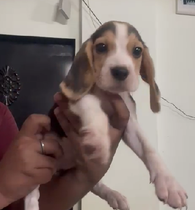 Beagle puppies for sale in goa