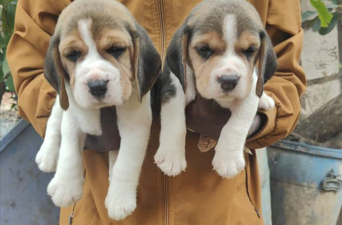 beagle male puppies for sale in goa