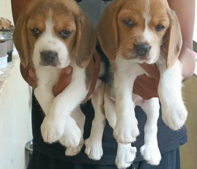 beagle dog breeder in goa