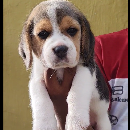 beagle puppy for sale in goa