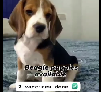 Beagle dog price in hyderabad