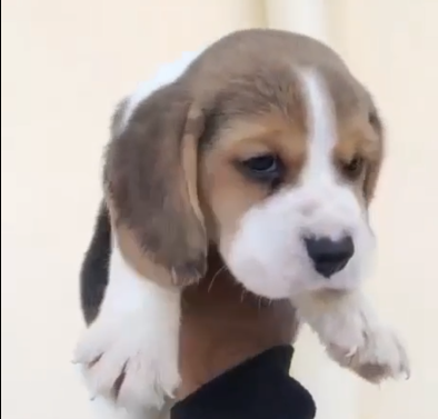 Beagle male puppies for sale in hyderabad