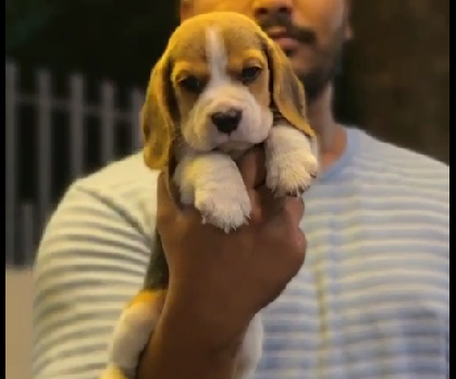 Beagle puppies shop in hyderabad