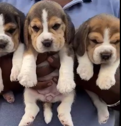 Beagle dog for sale in hyderabad