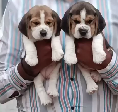 Beagle puppy for sale in hyderabad