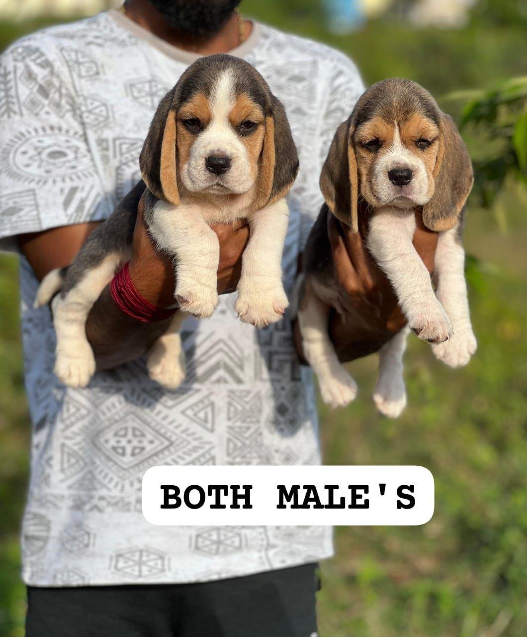 Beagle puppies for sale online in hyderabad